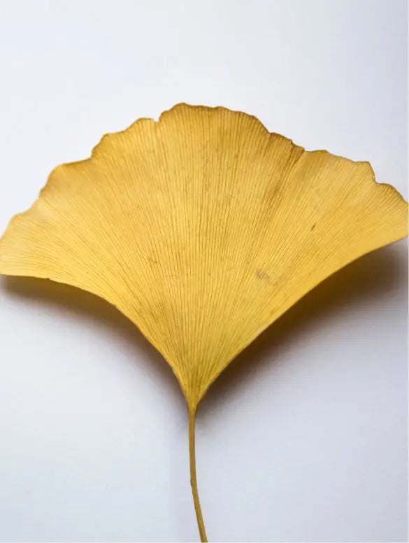 Ginkgo Booster - Mindful Radiance - Antioxidant Ginkgo Gel Booster